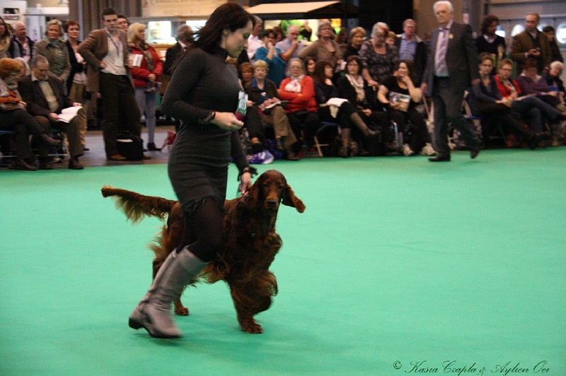 Crufts2011 850.jpg